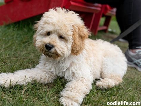 Horn recommends this style for dog parents who prefer a curly look. . Maltipoo yorkie mix